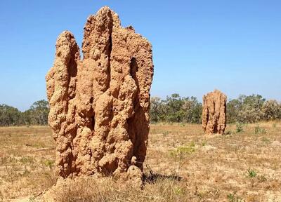  این حشرۀ کوچک شاهکارهای حیرت‌انگیز معماری می‌سازد! | عکس