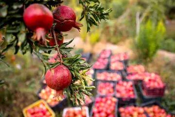  نابودی بخش قابل توجهی از باغات انار ساوه در پی خشکسالی‌های اخیر / انار نه یک محصول کشاورزی بلکه تکیه‌گاه معیشت هزاران خانوار است