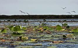  بارش‌های گیلان به دادِ تالاب انزلی رسید