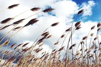  پایداری نسبی هوای و تداوم وزش بادجنوبی تا ۳ روز آینده در گیلان