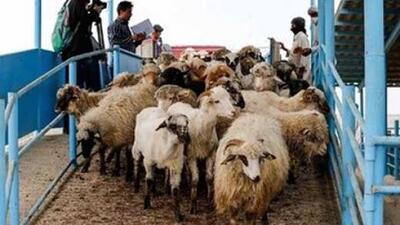  قیمت دام زنده امروز ۱۸ بهمن ۱۴۰۴