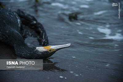  عکس/ مرگ خاموش  باکلان  ها در سواحل خزر