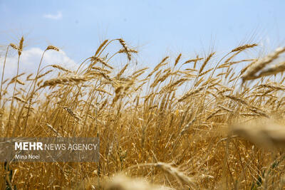  قیمت گندم نباید کمتر از ۵۰ هزار تومان در هر کیلوگرم باشد
