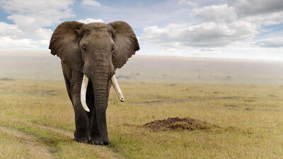  حمله گروهی ۱۴ شیر به یک فیل جوان در حیات‌وحش