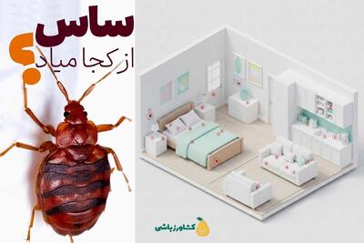  ساس از کجا میاد؟ و چگونه ساس را پیدا کنیم و لانه ساس کجاست؟ ۱۰ نقطه مخفی در خانه