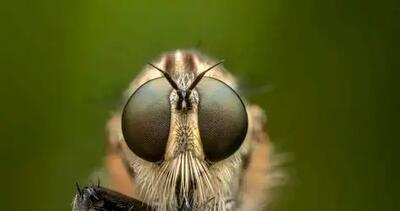  فیلم رقابت بی‌ پایان شکار و شکارچی / چگونه تکامل رمز بقا در طبیعت را رقم می‌زند؟