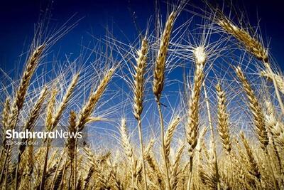 قیمت گندم نباید کمتر از ۵۰ هزار تومان باشد
