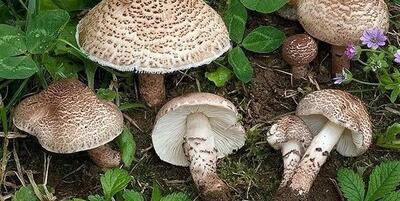  قیمت انواع قارچ در تهران اعلام شد