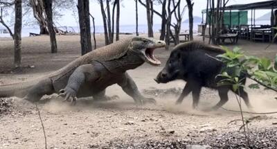  مستند حیات وحش؛ کومودو با مشقت گراز درسته میچپونه تو حلقش