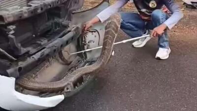  یک شاه کبرای تقریباً چهار متری در محفظه موتور یک وانت در استان فانگ نگا، جنوب تایلند پیدا شد