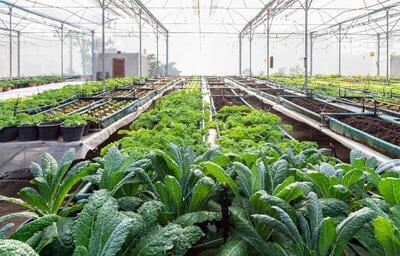  تولید بیش از ۳۵۰۰ تن محصول گلخانه ای در خراسان شمالی