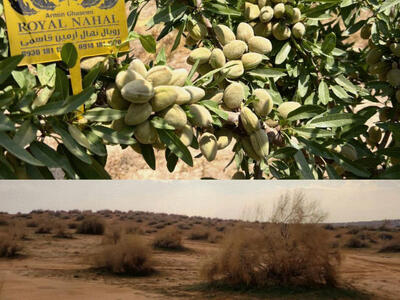 طلای خشک: درآمد میلیاردی از نهال بادام در اقلیم های خشک و کم آب