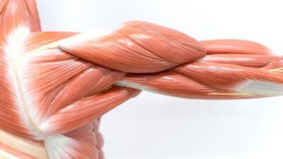  آغاز تحلیل عضلانی از ۳۰ سالگی/ نسخه‌ای برای حفظ عضلات بدن