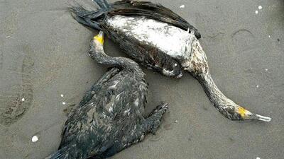  رییس محیط زیست انزلی: عامل مرگ دسته‌جمعی باکلان‌ها انسانی است