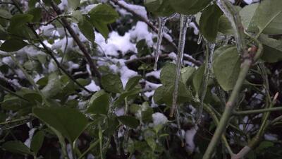  قندیل بستن گیاهان در هوای زمستانی و دلپذیر زشک زیبا