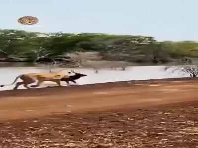  ستیز و گریز در حیات وحش