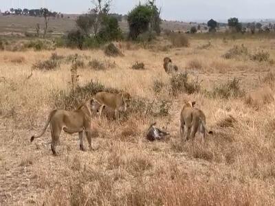  دفاع جانانه یک پلنگ در برابر حمله شیر نر!