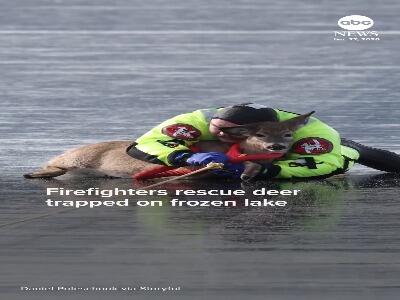  لحظه نجات یک گوزن گیر افتاده روی دریاچه یخ‌زده