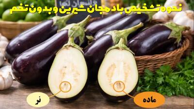  نحوه تشخیص بادمجان شیرین و بدون تخم | تشخیص بادمجان نر و ماده
