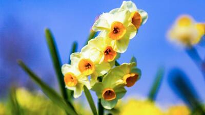  برداشت گل نرگس در مازندران