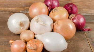  انواع پیاز و کاربردشان/ اینفوگرافی