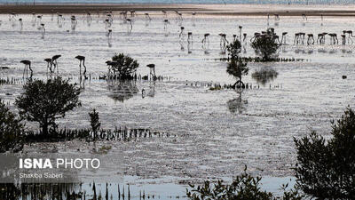  وقتی تالاب می‌میرد