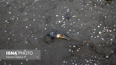  مرگ خاموش  باکلان  ها در سواحل خزر