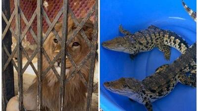  کشف شیر، عقاب طلایی و تمساح در استان تهران