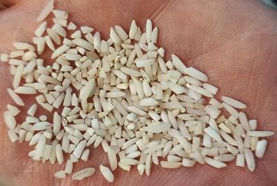  برنج لاشه صدری هاشمی در فروشگاه برنجستان با قیمت استثنائی ۳۳۵ هزار تومان + لینک خرید