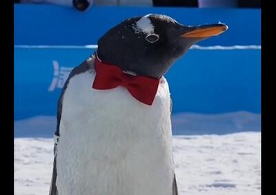  رژه دیدنی پنگوئن ها / یکی از جالب ترین مدل های راه رفتن در جهان!