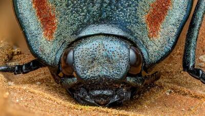  چرا به این سوسک جهنده، کلیک می گویند؟ (+عکس)