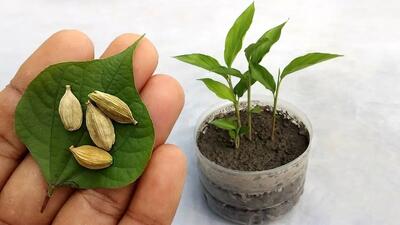  چگونه در خانه و گلدان هل پرورش دهیم