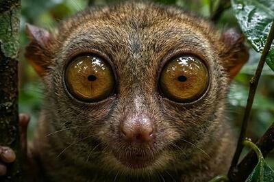  عجیب‌ترین صورت‌ها در دنیای حیوانات و راز بقای آن‌ها