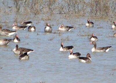  تالاب «حله» بوشهر، گهواره تنوع زیستی نیازمند مدیریت یکپارچه