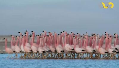  مستند مبارزان حیات وحش از شبکه مستند