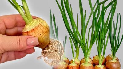 دیگه پیازچه نخر !! با یک روش ساده، پیازچه را در خانه تکثیر کنید/ آموزش قدم به قدم