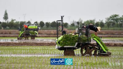  ایران در التهاب برنج؛ جهان در ارزان‌ترین سطح شش ساله