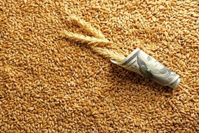  زمان تعیین قیمت جدید گندم/ نرخ واقعی گندم چه عددی است؟