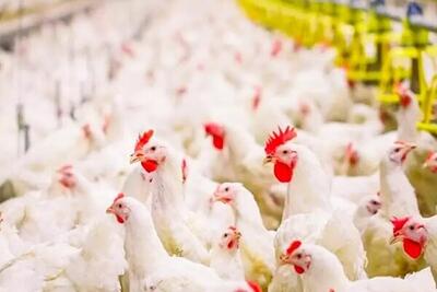  رشد ۶۳ درصدی تخم مرغ خوراکی