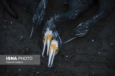  تصاویر: مرگ خاموش  باکلان  ها در سواحل خزر