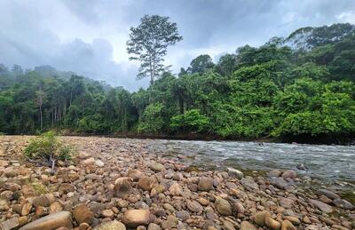  تغییر اقلیم چه بلایی سر جنگل‌ها می‌آورد؟