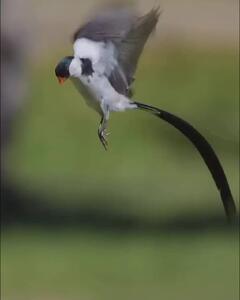  جذب جفت با رقصی زیبا