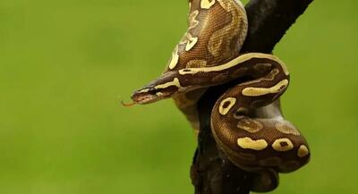  بعضی از مارها  چگونه یک سال غذا نمی‌خورند؟