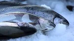  ۶۰ تن ماهی سالمون به کشورهای روسیه و آذربایجان صادر شده است