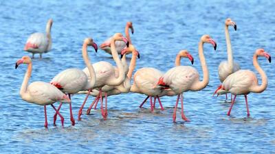  حضور بیش از ۷ هزار فلامینگو در زیستگاه‌های خوزستان