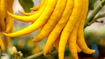  میوه عجیب دست بودا + خواص آن