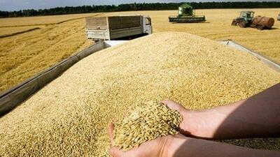  قیمت حدودی خرید تضمینی گندم اعلام شد