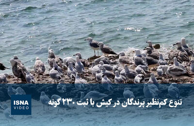  ویدیو/ تنوع کم‌نظیر پرندگان در کیش با ثبت ۲۳۰ گونه