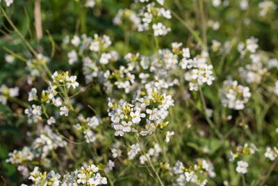  گیاهان هم در سختی به یکدیگر تکیه می‌کنند
