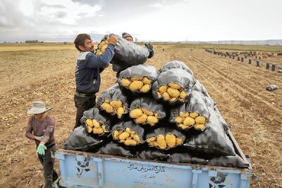  ارزانی قیمت‌ها نباید از جیب کشاورز هزینه شود 